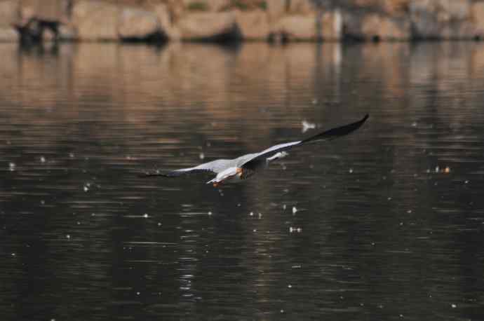 白天鹅、斑头雁