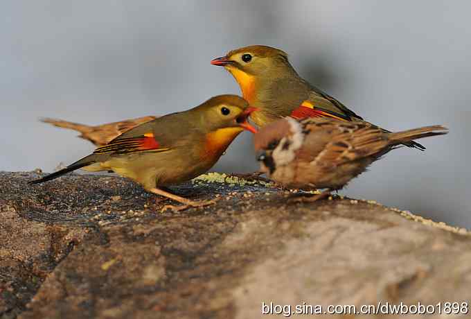 相思趣拍 贺三八国际妇女节
