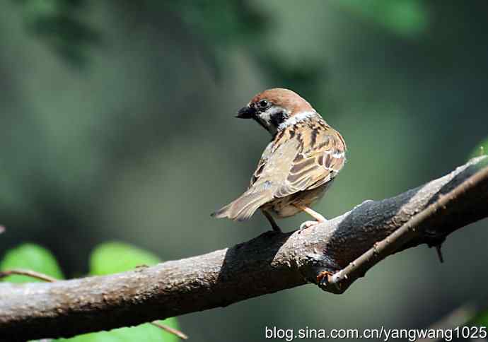 北京天坛公园的鸟类——麻雀