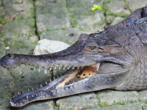 龙：传说的兽原型探秘（鳄类）