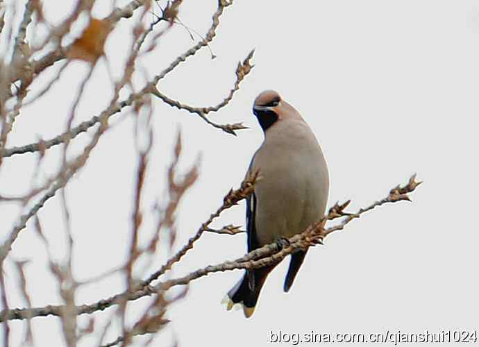 大太平.小太平(植物园) 大太平.小太平(植物园)