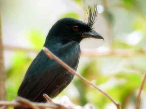 雀鸟也彪悍：黑侠（黑卷尾）