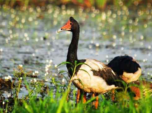 奇特的盔：鹊雁