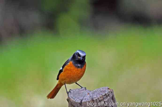 雄性北红尾鸲（35）