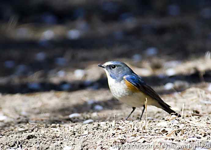 自然和谐的日坛公园（雄性红胁蓝尾鸲）