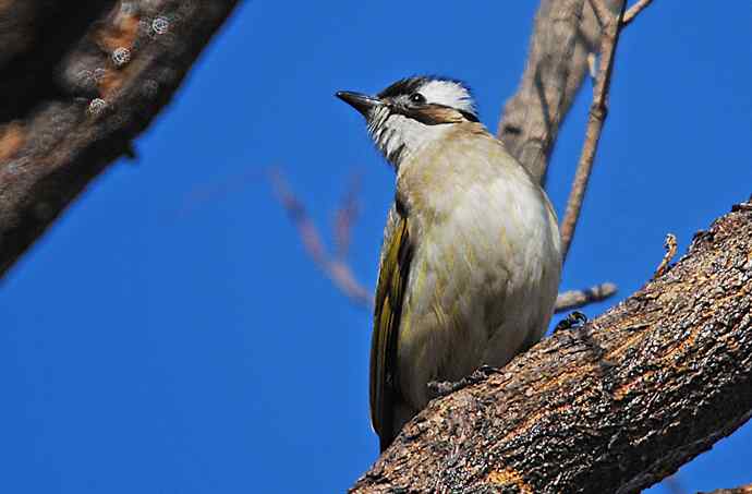 北京植物园赏鸟（六），白头鹎（组图）