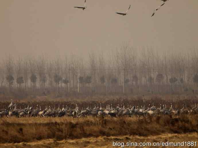 野外的珍禽丹顶鹤-穷人大炮及望远镜拍摄
