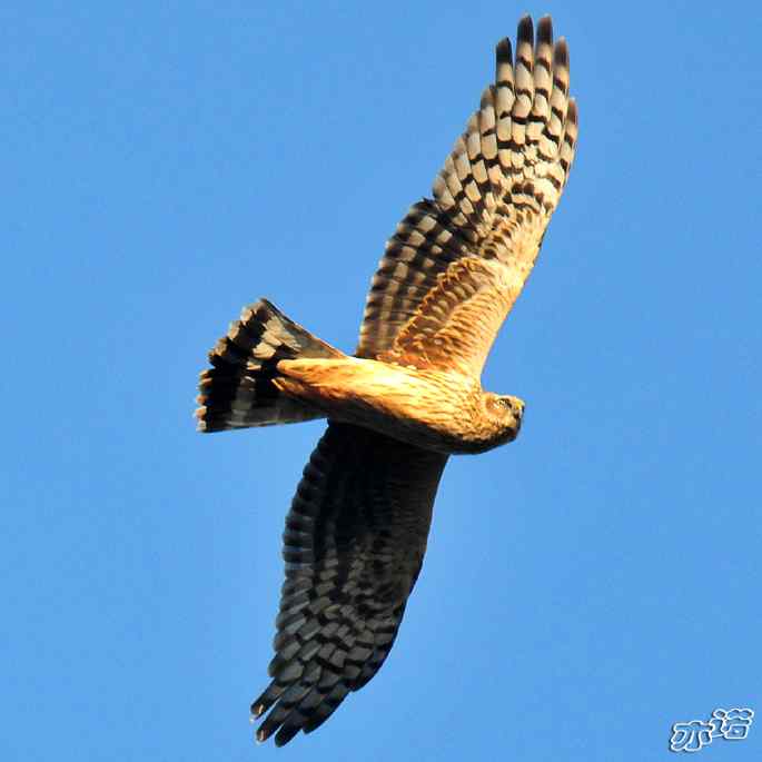 北京西山 wbr路 wbr白尾鹞 北京西山 wbr路 wbr白尾鹞