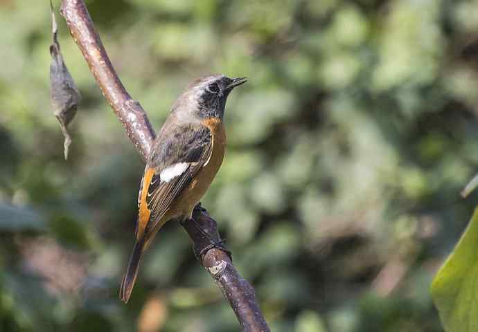 230.打鸟归来收获多多---2.北红尾鸲 230.打鸟归来收获多多---2.北红尾鸲