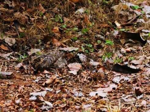 鸟类之最：四翼鸟（旗翼夜鹰）