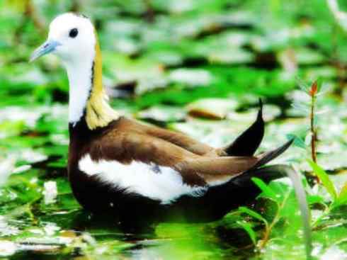 白头鸟系列：另类的美丽7（鸻鹬）