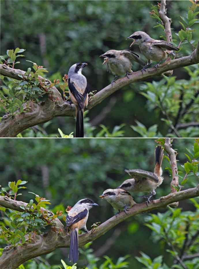 207.小伯劳成长记（3）亲鸟育儿篇