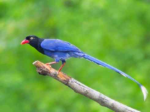 美丽无罪：雀鸟之绿鹊