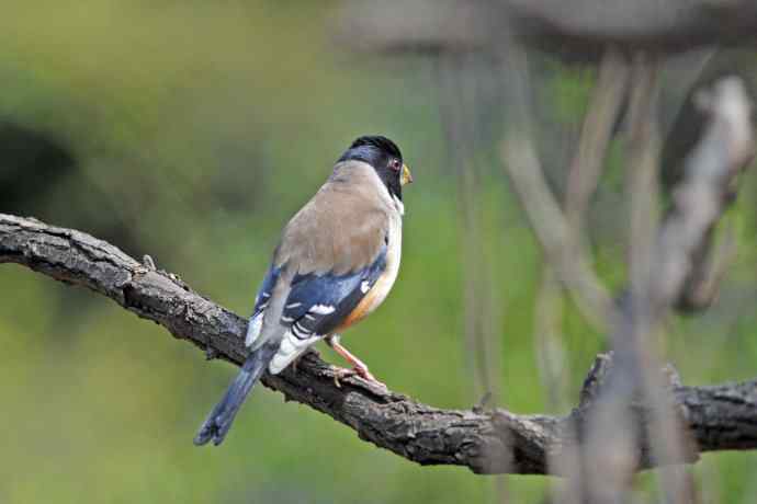 雄性黑尾蜡嘴雀（3）