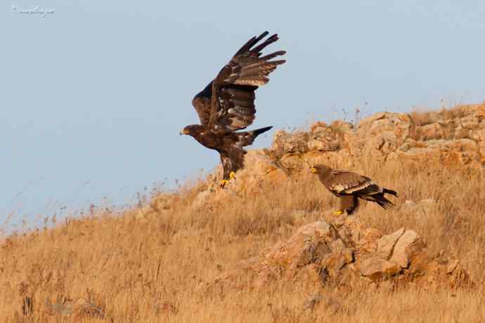 草原有约. wbr夕阳下与草原雕一家敖包相会