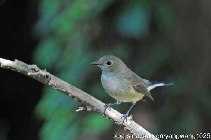 秋天的红喉姬鹟(3) 秋天的红喉姬鹟(3)