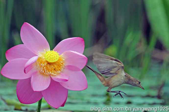 东方大苇莺与荷花（8）