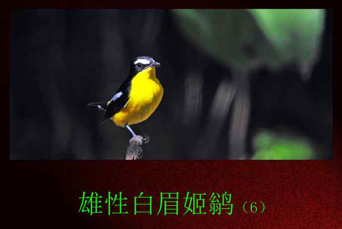 雄性白眉姬鹟（6）