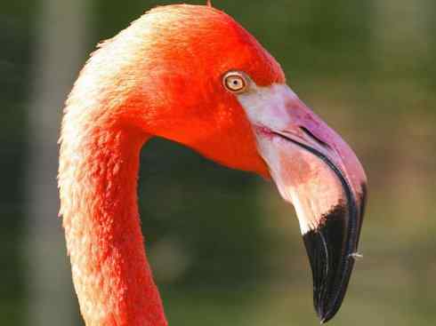 极品红色鸟类：火烈鸟