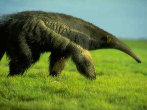 动物世界：山寨还是原创之五