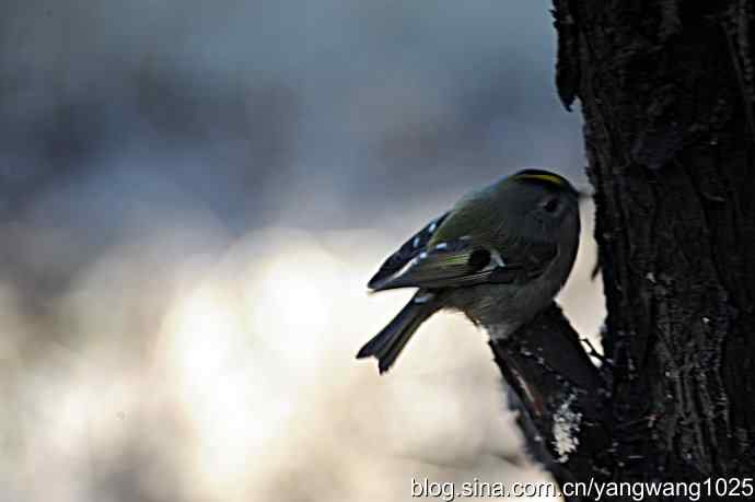 柏树丛中的戴菊 wbr3