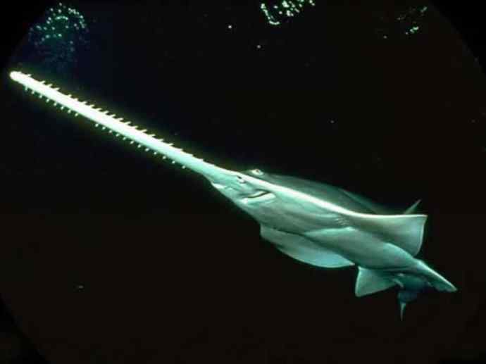 鱼类活化石:锯鳐 鱼类活化石:锯鳐