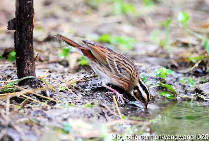 三道眉草鹀（1）