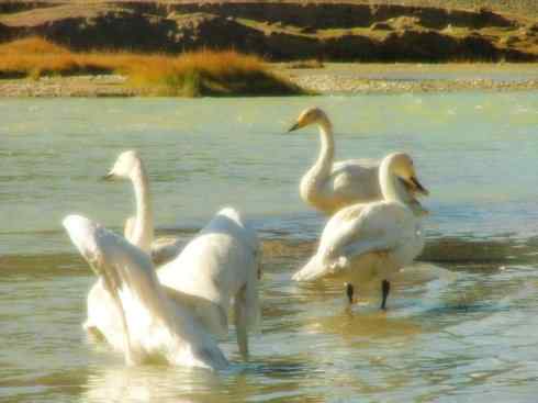 雁鸭之最之三 雁鸭之最之三