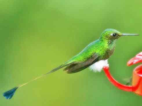 雀鸟也彪悍：别拿豆包不当干粮（蜂鸟）