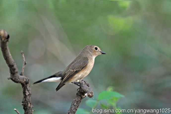 秋天的红喉姬鹟（1）