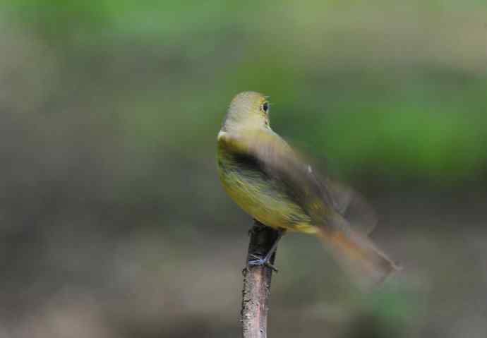 雌性绿背姬鶲(2) 雌性绿背姬鶲(2)