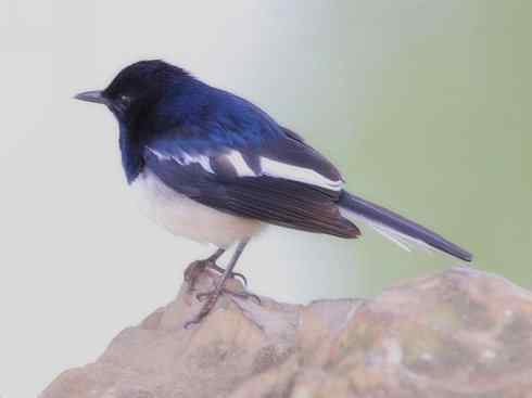 雀鸟也彪悍：谁怕谁（鹊鸲）