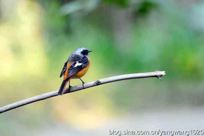 雄性北红尾鸲（1）