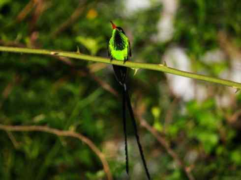 雀鸟也彪悍：别拿豆包不当干粮（蜂鸟）