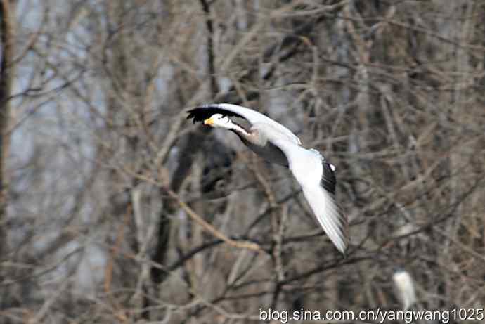 飞（斑头雁）