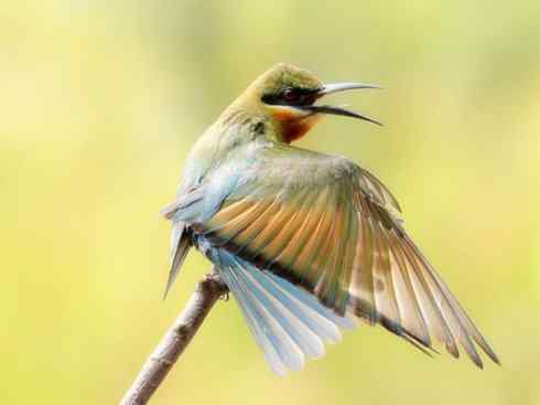 绝色攀禽：佛法僧目之蜂虎3