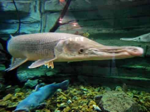 鱼类活化石：鳄雀鳝