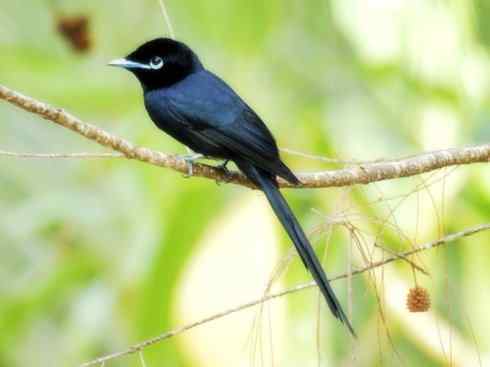 雀鸟也彪悍：霓裳飘舞（绶带）