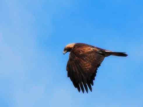 家禽驯化之源之六