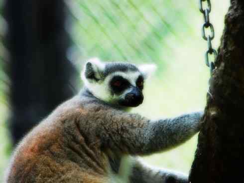 动物世界：山寨还是原创之十五