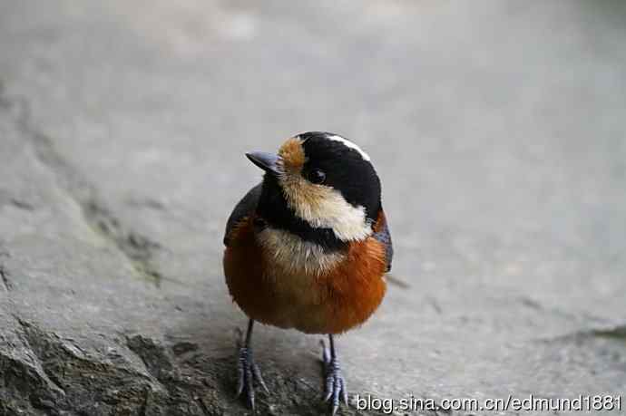 初哥守株待兔之收获