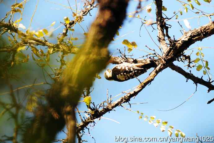 白背啄木鸟(记录版) 白背啄木鸟(记录版)