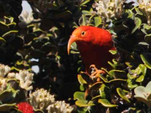 极品红色鸟类：镰嘴管舌鸟