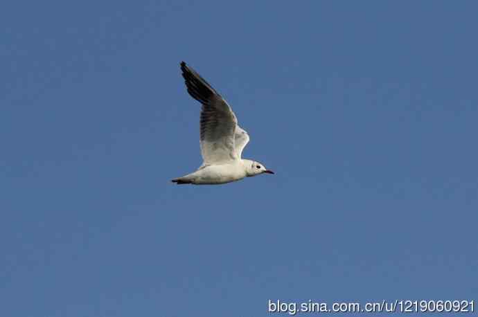 红嘴鸥（第一夏）