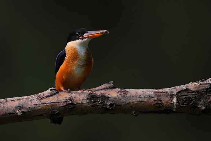 山重水复疑无路 wbr正是翡翠初长成(京城最美的野生鸟-蓝翡翠) 山重水复疑无路 wbr正是翡翠初长成(京城最美的野生鸟-蓝翡翠)