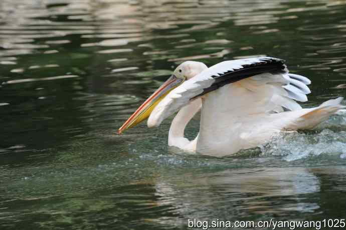明星（鹈鹕大白）