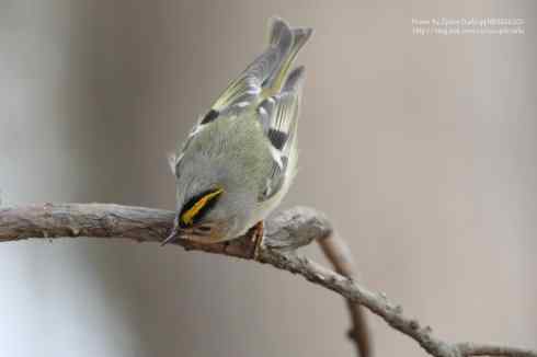 心仪已久的小戴菊