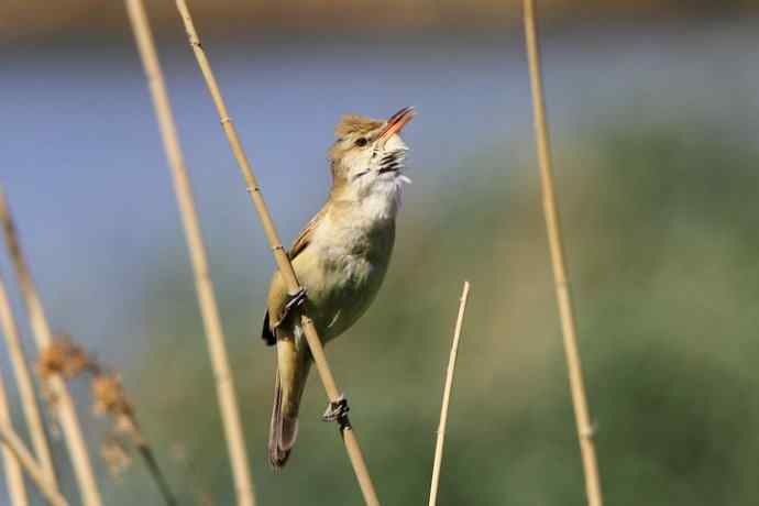 东方大苇莺 东方大苇莺