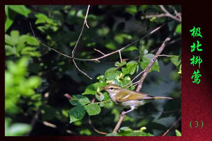 极北柳莺(3) 极北柳莺(3)