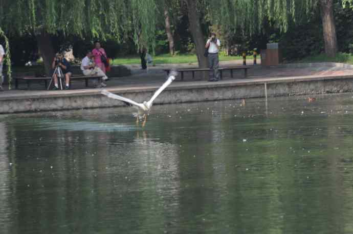 再拍大鹈鹕 wbr wbr4